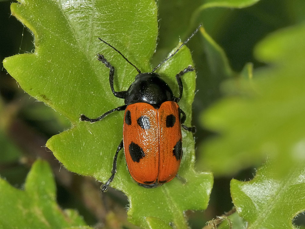 Chrysomelidae:  Cryptocephalus loreyi, femmina